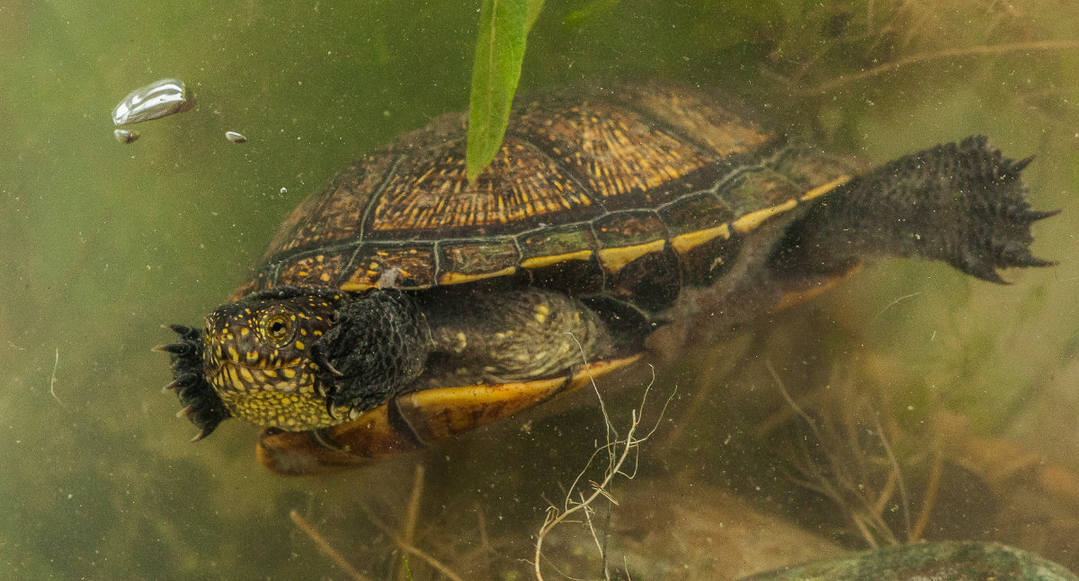 Der Gender-Gap bei Schildkröten