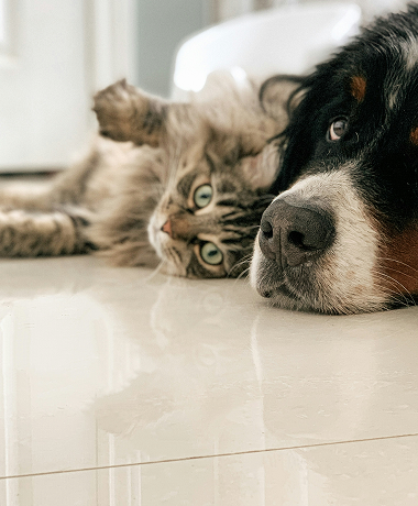 La protezione di cani e gatti nel diritto dell'UE