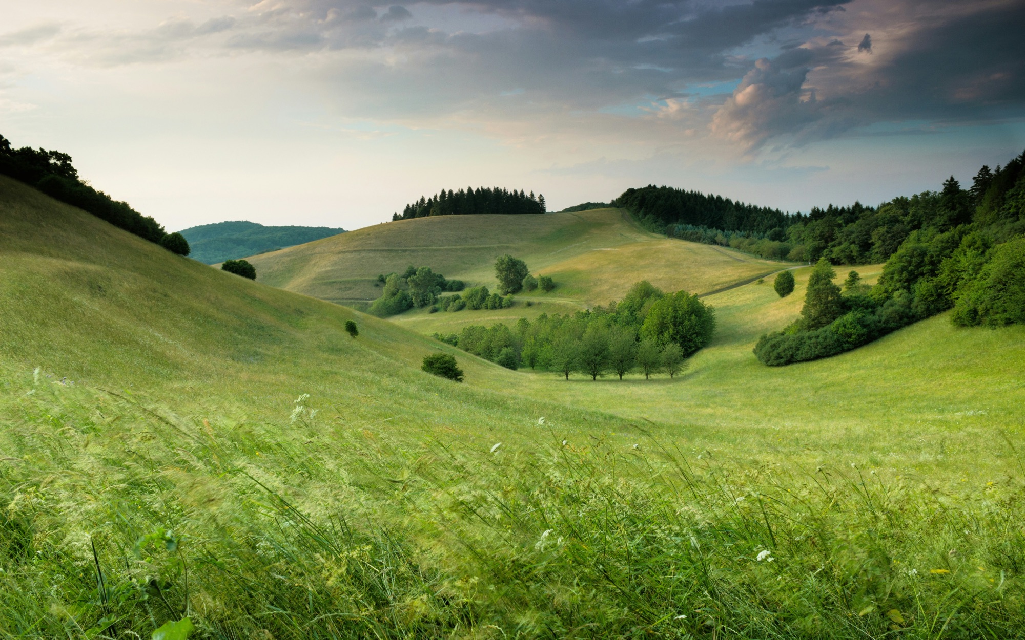 Veduta aerea di una foresta